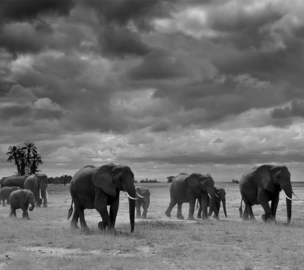 elefants